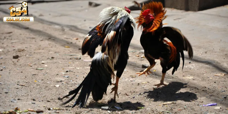 Biết cách phân bổ vốn khi chơi đá gà