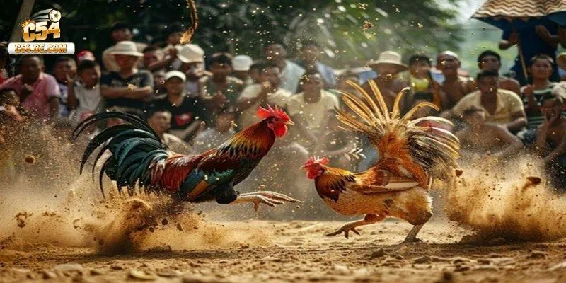 Các loại đá gà tại sảnh cược