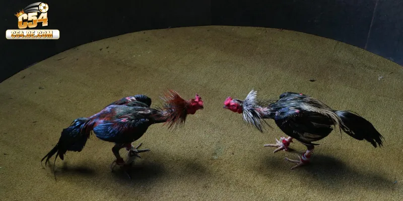 Luật chơi đá gà trực tuyến cơ bản