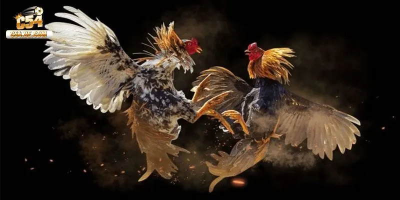 Lý do nên lựa chọn vào sảnh cược