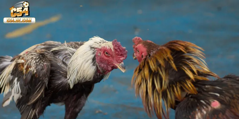 Những ưu điểm của đá gà C54