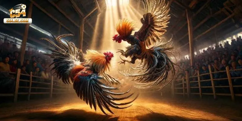 Sảnh đá gà WS168