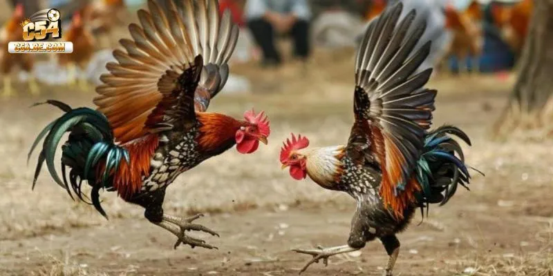 Sơ lược sảnh đá gà AOG