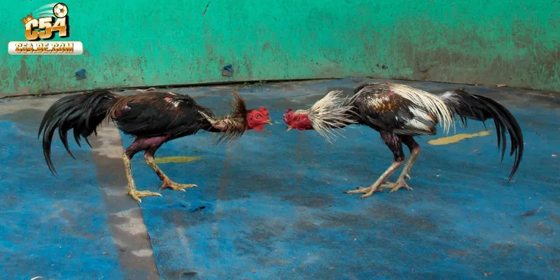 Tổng hợp các hình thức đá gà C54